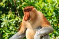 Male Proboscis Monkey in the mangroves Royalty Free Stock Photo