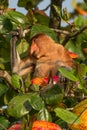 Male Proboscis monkey (Nasalis larvatus) in Bako National Park, Sarawak, Borneo Royalty Free Stock Photo