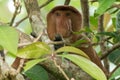 Male Proboscis monkey (Nasalis larvatus) in Bako National Park, Sarawak, Borneo Royalty Free Stock Photo