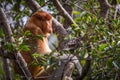 Male proboscis monkey Nasalis larvatus Royalty Free Stock Photo