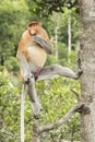 Male Proboscis monkey in a tree.