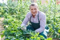 Male professional horticulturist looking harvest of peppers