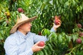 Male professional horticulturist picking tasty peaches from tree