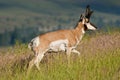 Male Pronghorn Royalty Free Stock Photo