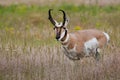 Male Pronghorn Royalty Free Stock Photo