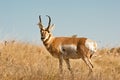 Male Pronghorn Royalty Free Stock Photo