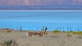 Male Pronghorn against Utah Lake and mountain Royalty Free Stock Photo