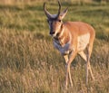 Male pronghorn antelope close up