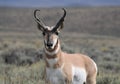 Pronghorn Antelope Buck Alert Royalty Free Stock Photo