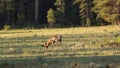 Male pronghorn antelope grazing Royalty Free Stock Photo