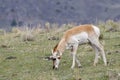 Male Pronghorn Antelope Grazing on New Spring Grass