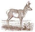 Male pronghorn antilocapra americana in side view, standing in a landscape