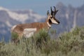 A Male Pronghorn Poses With The Grand Tetons As A Backdrop