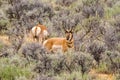 Male Pronghorn Sheep on the High Plains