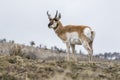 Male pronghorn standing on hill in winter in Yellowstone Royalty Free Stock Photo