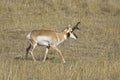 Male pronghorn in western Montana