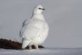 The male ptarmigan which stands in the snow Royalty Free Stock Photo