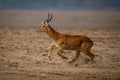 Male puku races across beach with catchlight Royalty Free Stock Photo