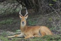 Male Puku in South Luangwa National Park, Zambia