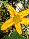 Male pumpkin flowere with yellow colore.