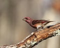 Male purple finch Haemorhous purpureus