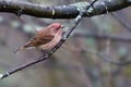 Male Purple Finch, Haemorhous purpureus, perched