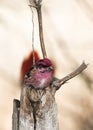 Male Purple Finch Haemorhous purpureus