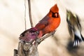 Male Purple Finch Haemorhous purpureus