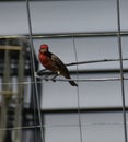 Male Purple Finch (Haemorhous purpureus)