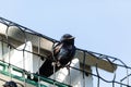 Male purple martin bird Progne subis perches