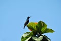 A male Purple Sunbird Cinnyris asiaticus sitting on the branch of a Scarlet Cordia Tree against the backdrop of blue sky Royalty Free Stock Photo