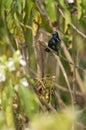 Male purple sunbird Nectarinia asiatica on a branch.