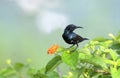 Male Purple Sunbird Nectarinia asiatica