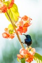 Male Purple Sunbird perching in the midst of orange Chinese Hat flowers bunch Royalty Free Stock Photo