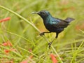 A male purple sunbird sitting on a flower bush Royalty Free Stock Photo