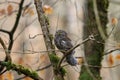 Male Pygmy Owl & x28;Glaucidium passerinum& x29; Swabian Alb