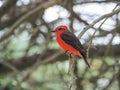 A male Pyrocephalus bird in nature