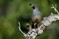 Male Quail on Sentry Duty