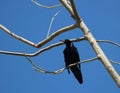 A male Quiscalus mexicanus and the blue sky Royalty Free Stock Photo