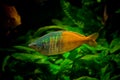 Male rainbowfish Royalty Free Stock Photo