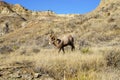 Male ram Bighorn sheep stares into the camera as he walks by. Ta Royalty Free Stock Photo