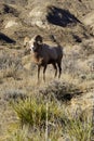 Male ram Bighorn sheep stares into the camera. Taken in Montana Royalty Free Stock Photo