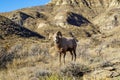 Male ram Bighorn sheep stares into the camera. Taken in Montana Royalty Free Stock Photo