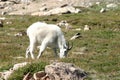 Male ram mountain goat feeding in a grassy meadow on top of a mo