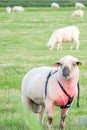 Male ram wearing mating harness with other sheep