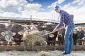 Male rancher in a farm Royalty Free Stock Photo