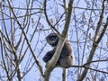 male rare Silver Gibbon, Hylobates moloch, sitting on a tree