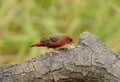 Male Red Avadavat