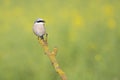 A male adult Red-backed shrike perched on a branch in Germany Royalty Free Stock Photo
