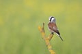 A male adult Red-backed shrike perched and preening on a branch in Germany Royalty Free Stock Photo